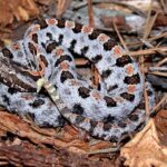 sistrurus miliarius pygmy rattlesnake usa