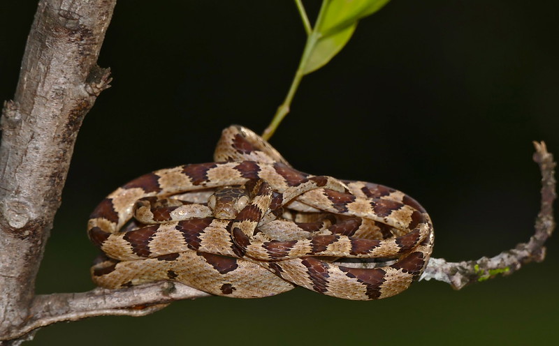 Blunthead Tree Snake (Imantodes cenchoa)