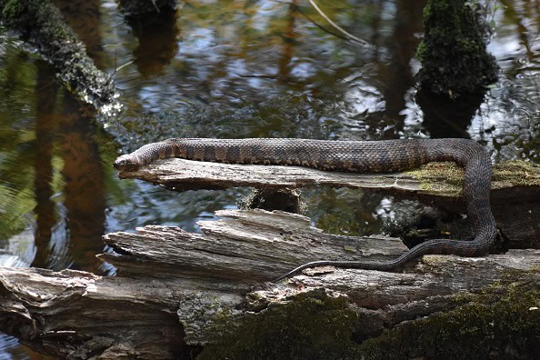 Brown Watersnake Nerodia taxispilota waiting