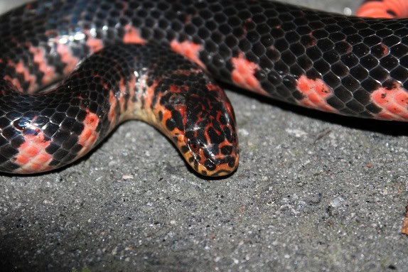 Eastern Mudsnake Farancia abacura usa