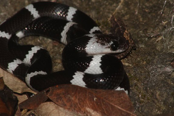 Lycodon subcinctus blue krait lookalike