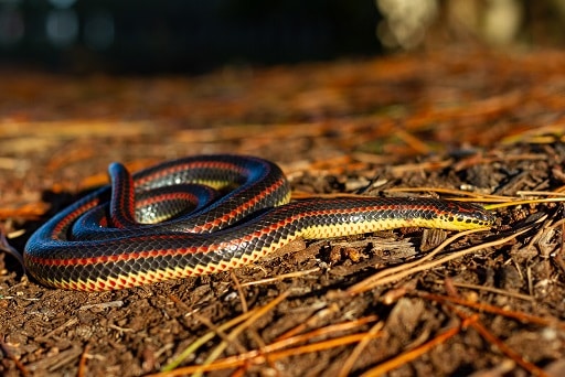 Rainbow Snake Farancia erytrogramma usa