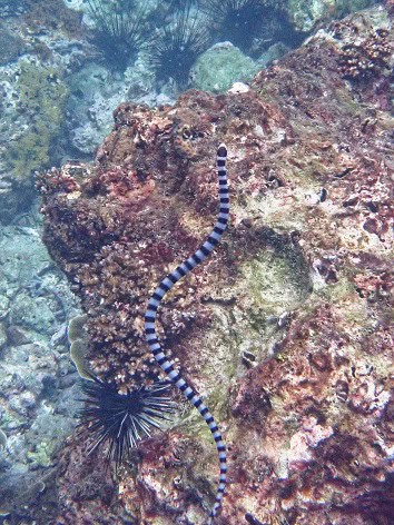 Yellow-lipped Sea Krait Laticauda colubrina