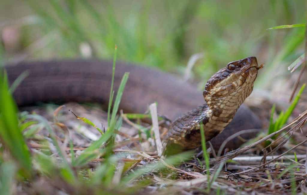 agkistrodon piscivorus cottonmouth face head