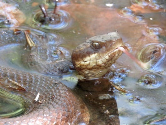 agkistrodon piscivorus cottonmouth head face