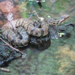 agkistrodon piscivorus cottonmouth lighter form