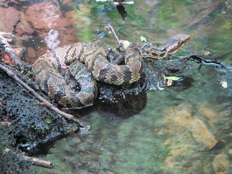 agkistrodon piscivorus cottonmouth lighter form