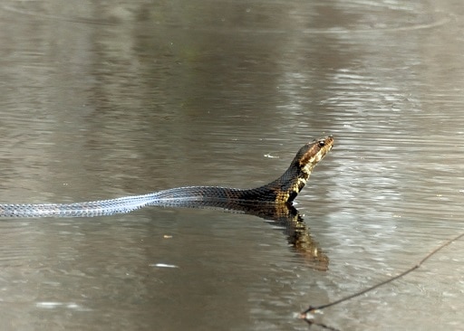 agkistrodon piscivorus cottonmouth swimming swamp