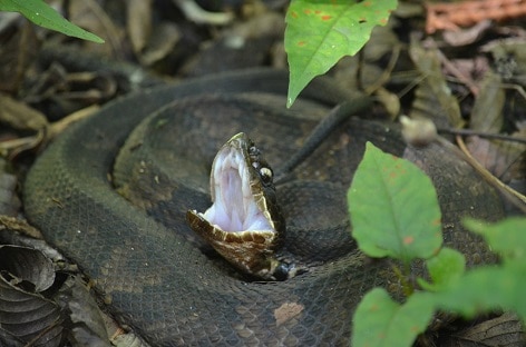 agkistrodon piscivorus cottonmouth white mouth