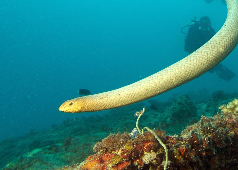 aipysurus laevis olive sea snake