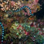 banded sea krait coral reef