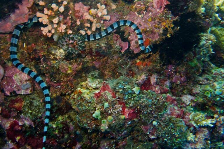 10 Facts About The Banded Sea Krait – Snake Radar