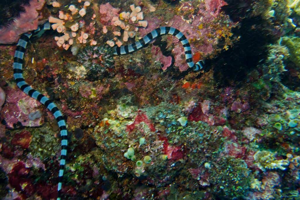 banded sea krait coral reef
