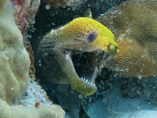 banded sea krait eats eels