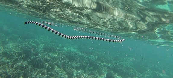 banded sea krait snake swimmng