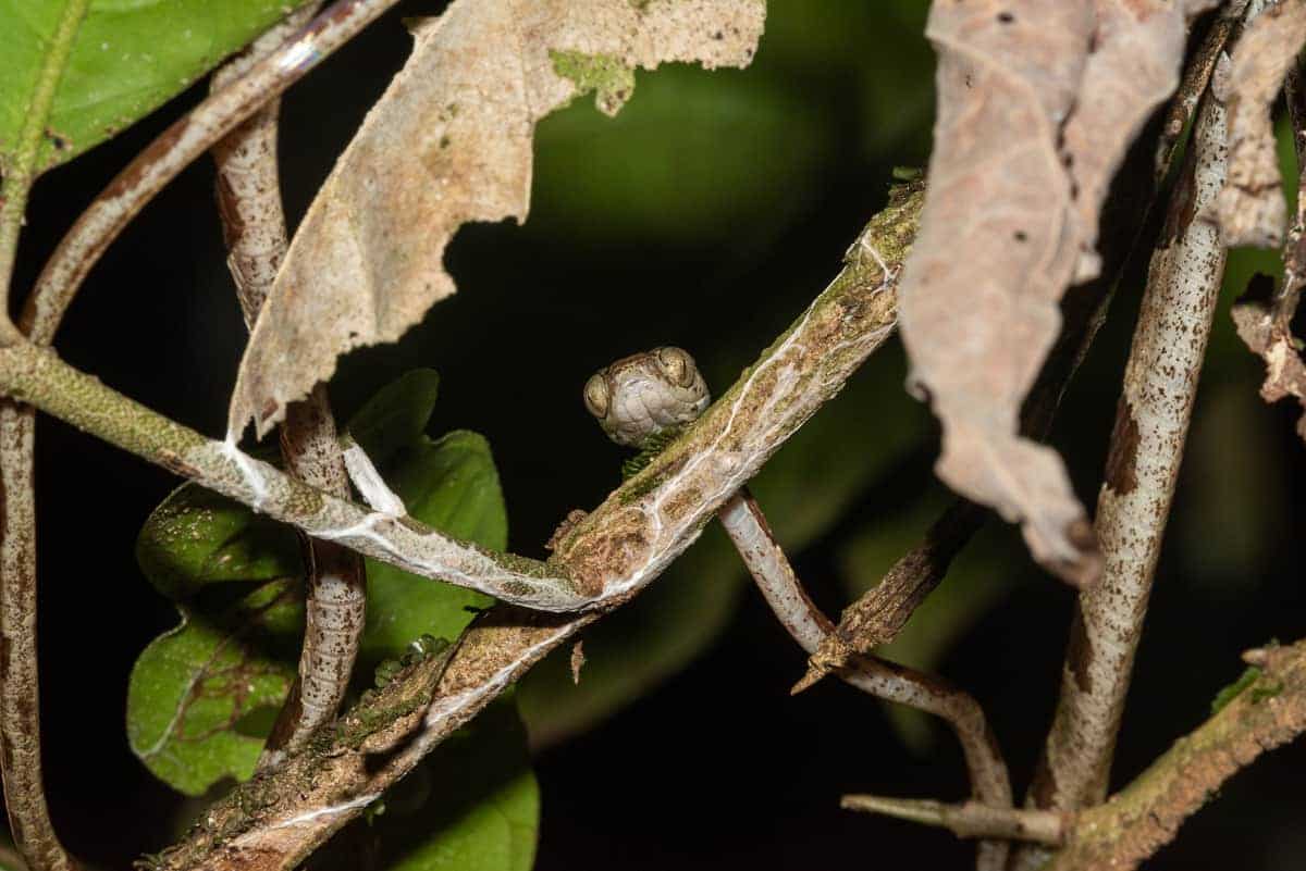 blunt-headed tree snake climbing