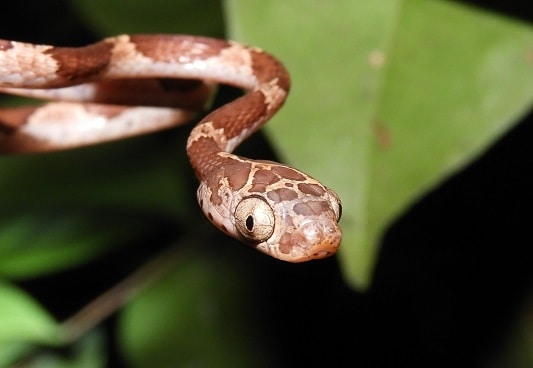 blunt-headed tree snake face