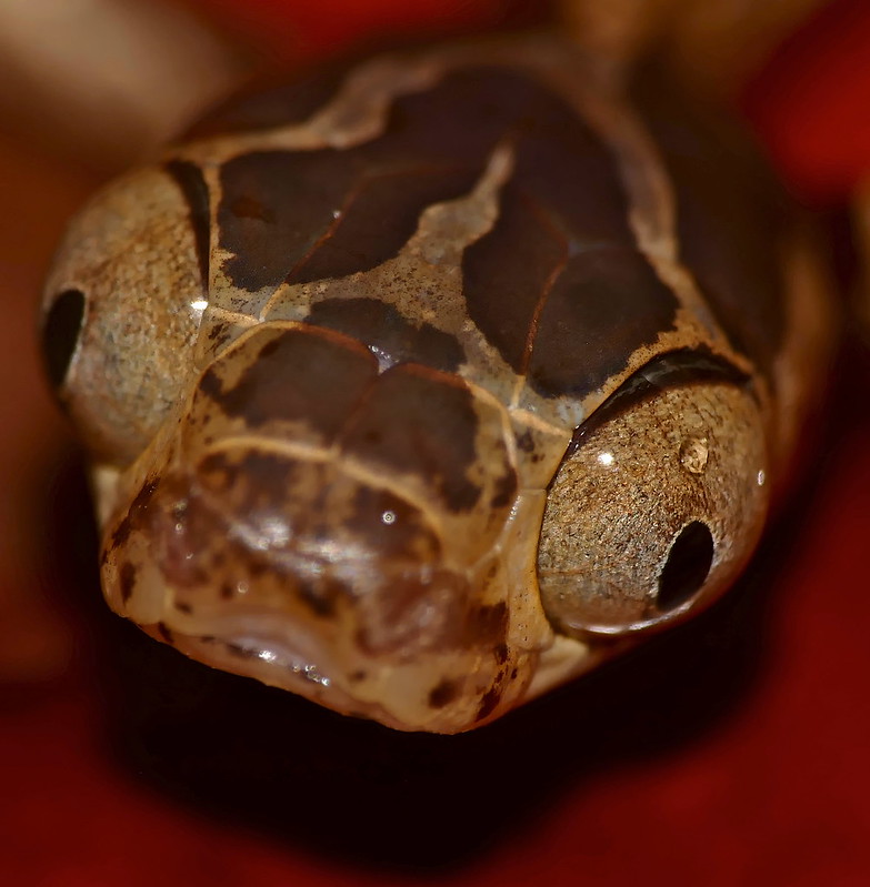 blunt-headed tree snake imantodes