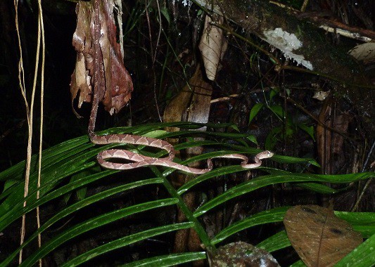 blunt-headed tree snake nocturnal