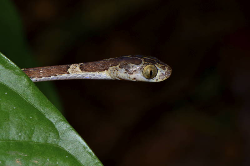 blunted tree snake imantodes cenchoa