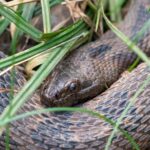 brown watersnake nerodia taxispilota usa