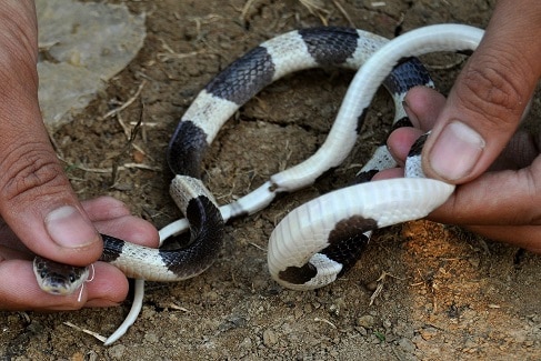 bungarus candidus blue krait belly