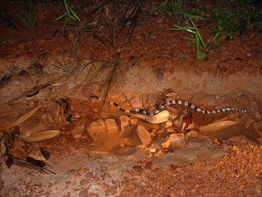 bungarus candidus malaysian blue krait