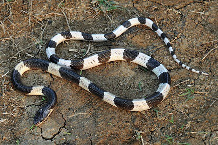 bungarus candidus malaysian krait java