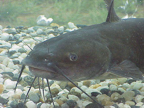 channel catfish brown watersnake prey
