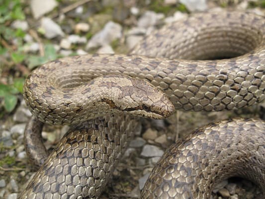 coronella austriaca (smooth snake) england