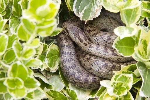 coronella austriaca smooth snake