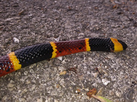 eastern coral snake face