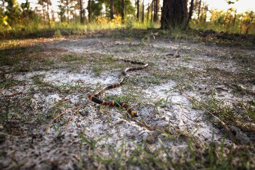 eastern coral snake prowling around
