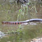 farancia abacura (eastern mud snake)