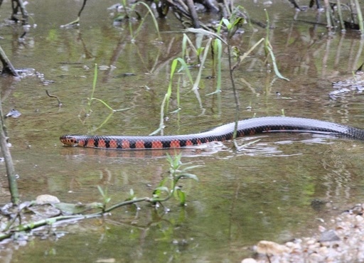 farancia abacura (eastern mud snake)