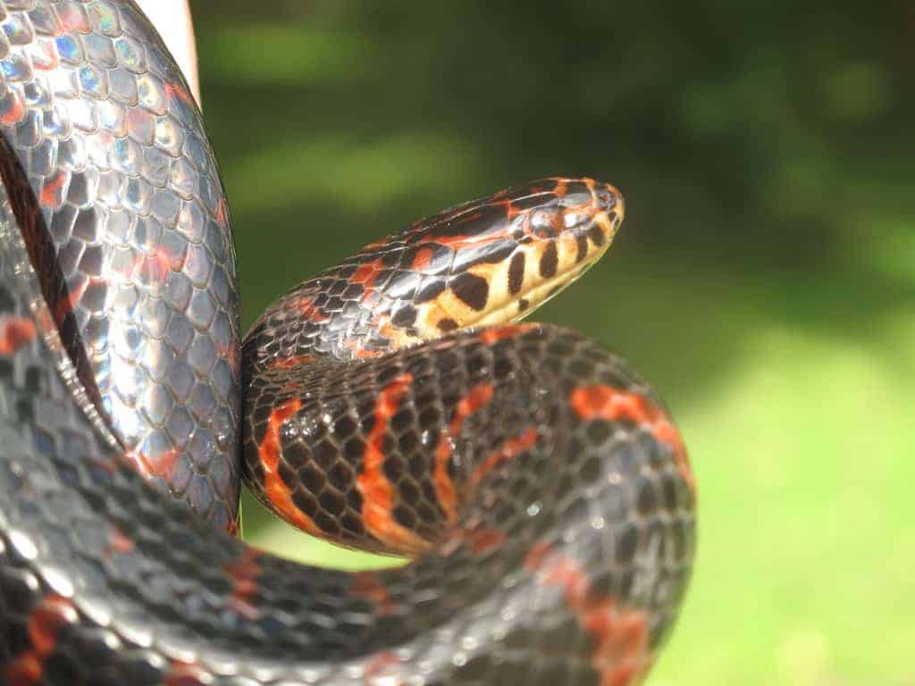 farancia abacura eastern mud snake