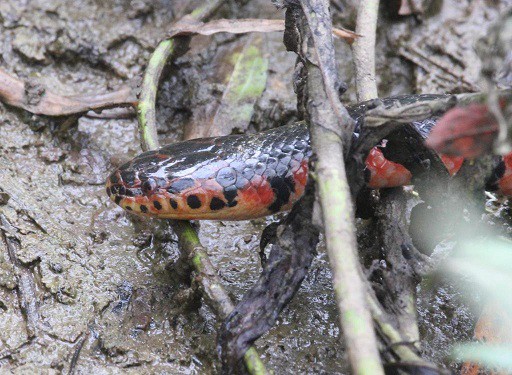 farancia abacura mud snake