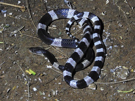 malaysian krait bungarus candidus thailand