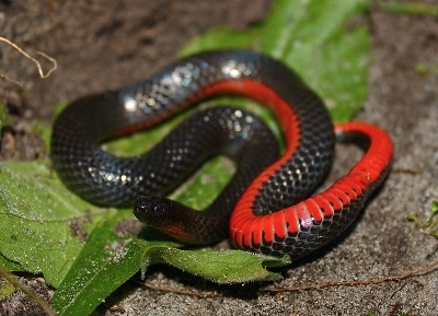 micrurus fulvius black swamp snake