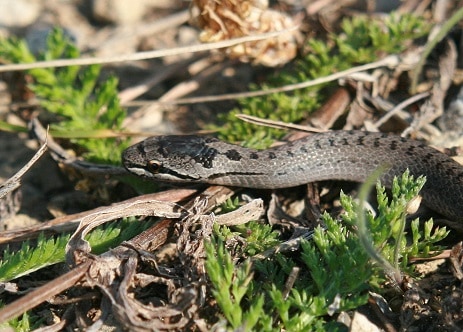 smooth snake coronella austriaca head
