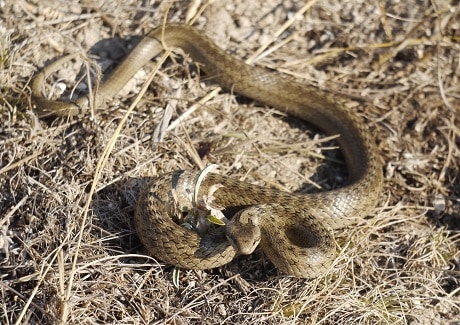 smooth snake (coronella austriaca)