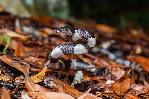 Bungarus candidus wolf snake lookalike