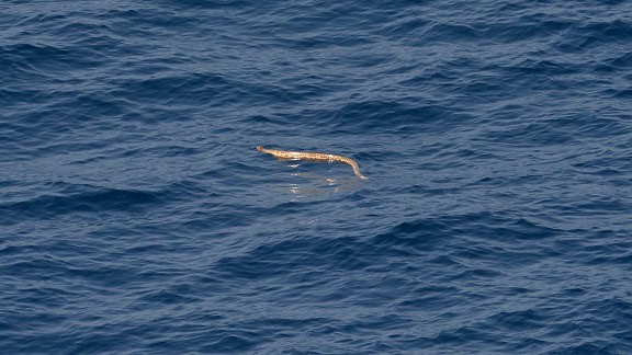Olive Sea Snake Aipysurus laevis floating