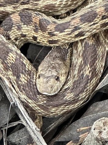 Pacific Gopher Snake Pituophis catenifer