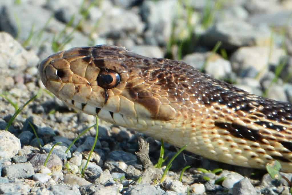 Pituophis catenifer gopher snake face