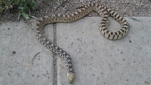 Pituophis catenifer (gopher snake)