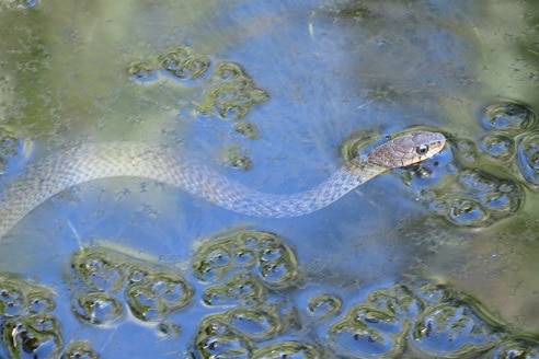 Tropidonophis mairii common keelback snake