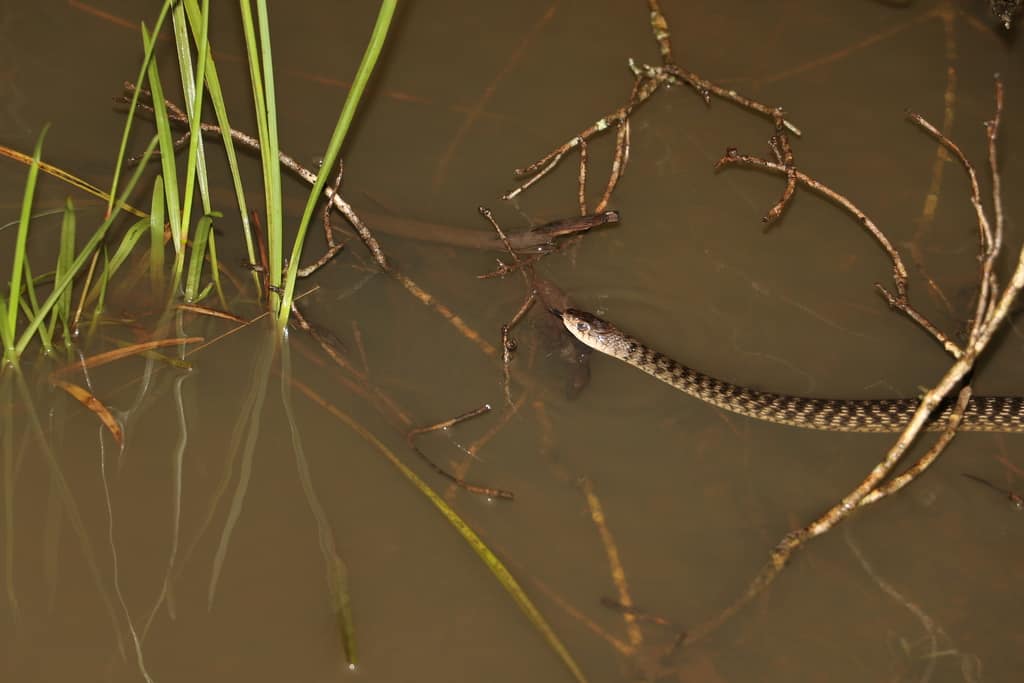 Tropidonophis mairii common keelback