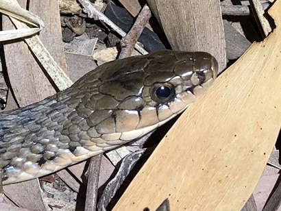 common keelback Tropidonophis mairii face