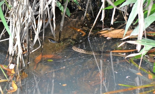 common keelback Tropidonophis mairii water